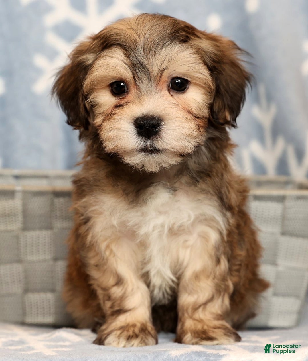 Yochon dogs for sale: Thomas - Ad 1