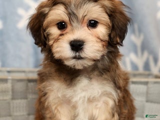 Yochon dogs Thomas - Ad 38