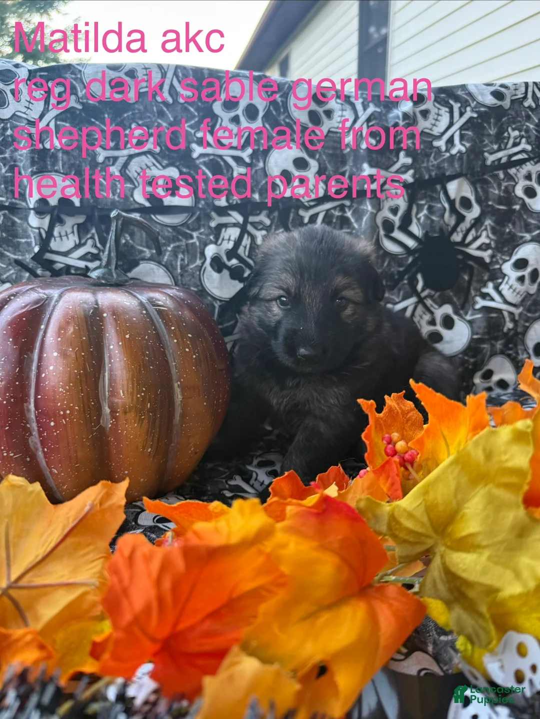 German Shepherd dogs for sale: Matilda  - Ad 2