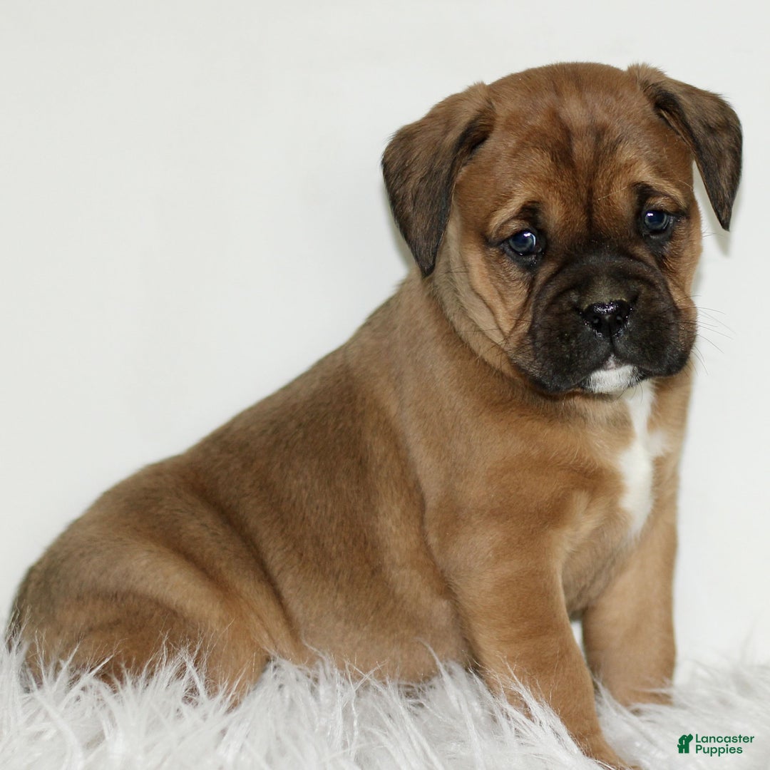 Mixed Breed dogs for sale: Duke  - Ad 3