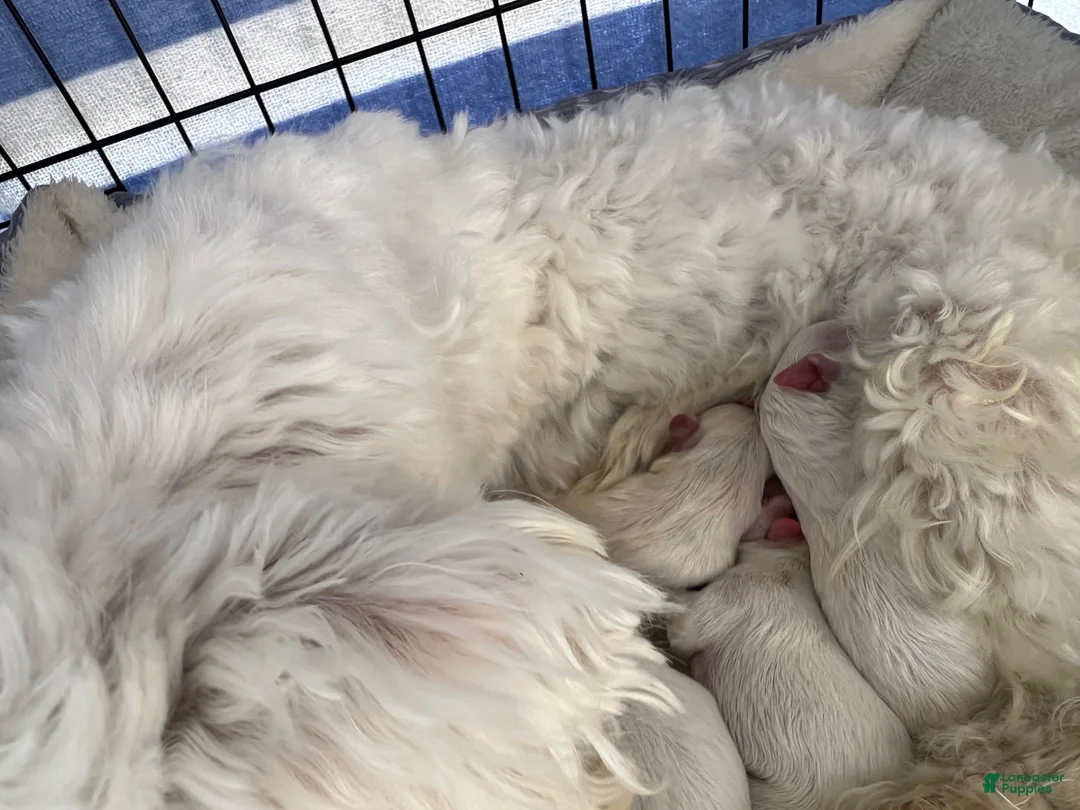 Maltese dogs for sale: Lola - Ad 2