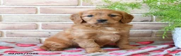 Miniature Golden Retriever dogs for sale: Valentino - Ad 1