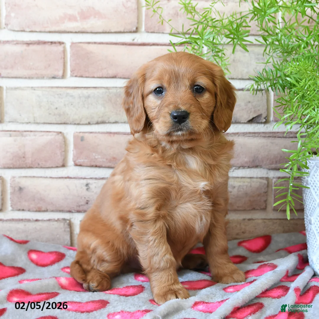 Miniature Golden Retriever dogs for sale: Valentino - Ad 1