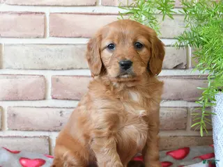 Miniature Golden Retriever dogs Valentino - Ad 16