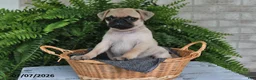 Pug dogs for sale: Ellie - Ad 4