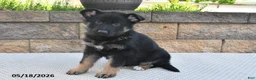 German Shepherd dogs for sale: Millie - Ad 4