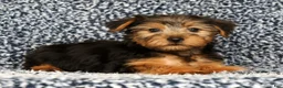 Yorkshire Terrier dogs for sale: AJ - Ad 5