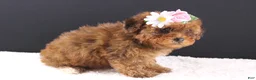 Shihpoo dogs for sale: LuLu - Ad 4