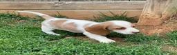 Dachshund dogs for sale: Poppy - Ad 2