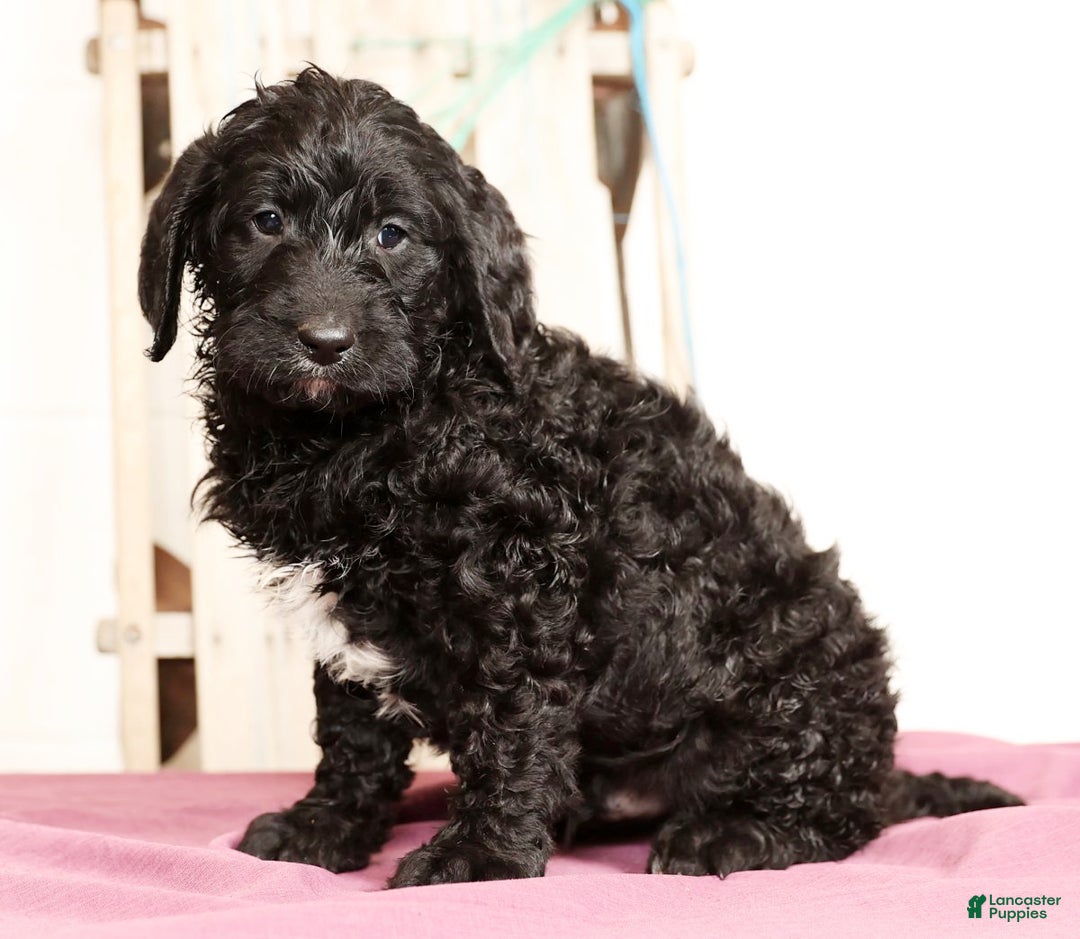 Labradoodle dogs for sale: Goliath - Ad 3