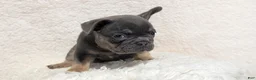 French Bulldog dogs for sale: Yoda - Ad 7