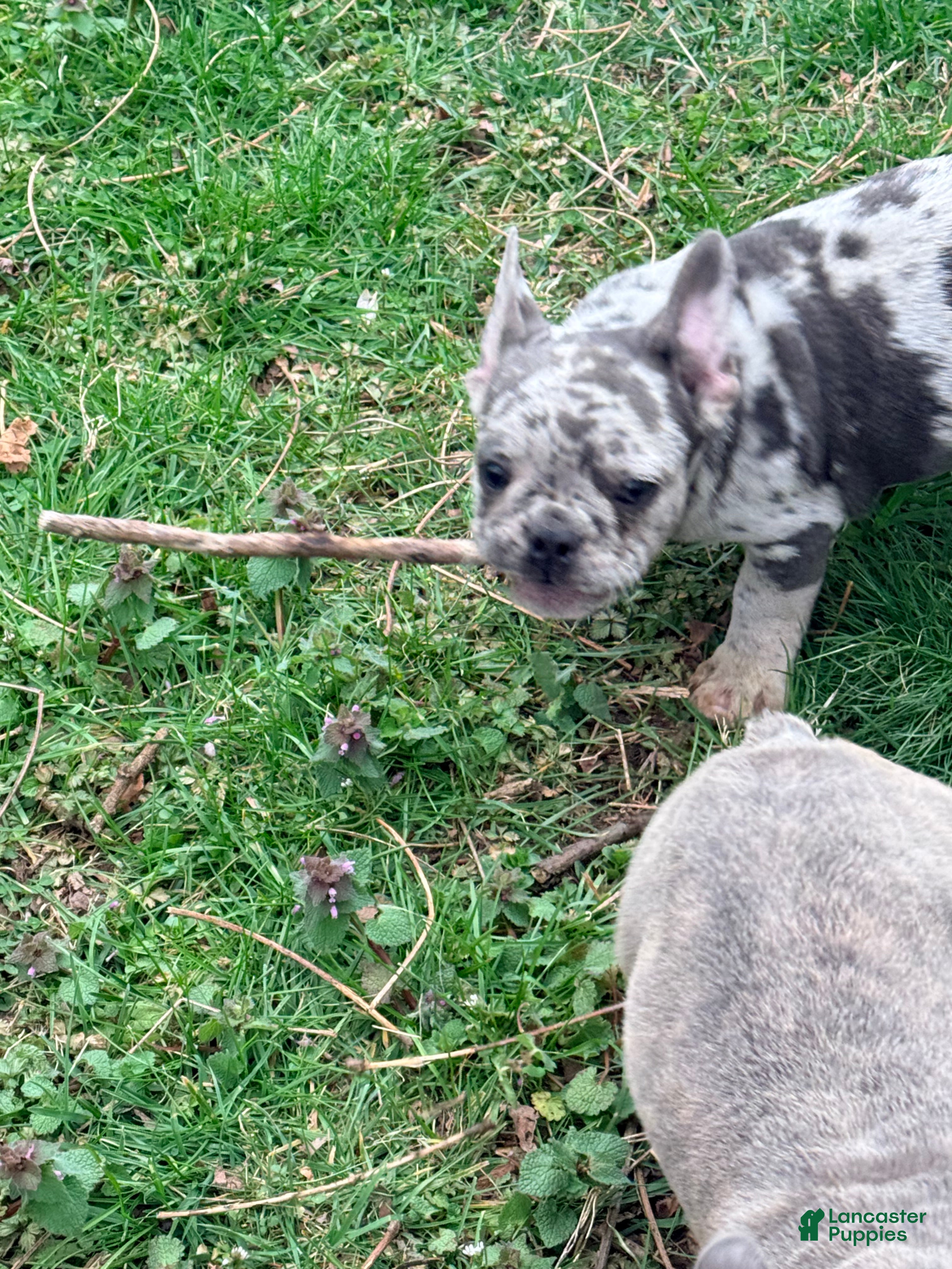 French Bulldog dogs French Bulldog Puppy 5 - Ad 1