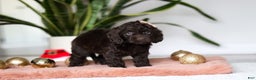 Cockapoo dogs for sale: Holly - Ad 5
