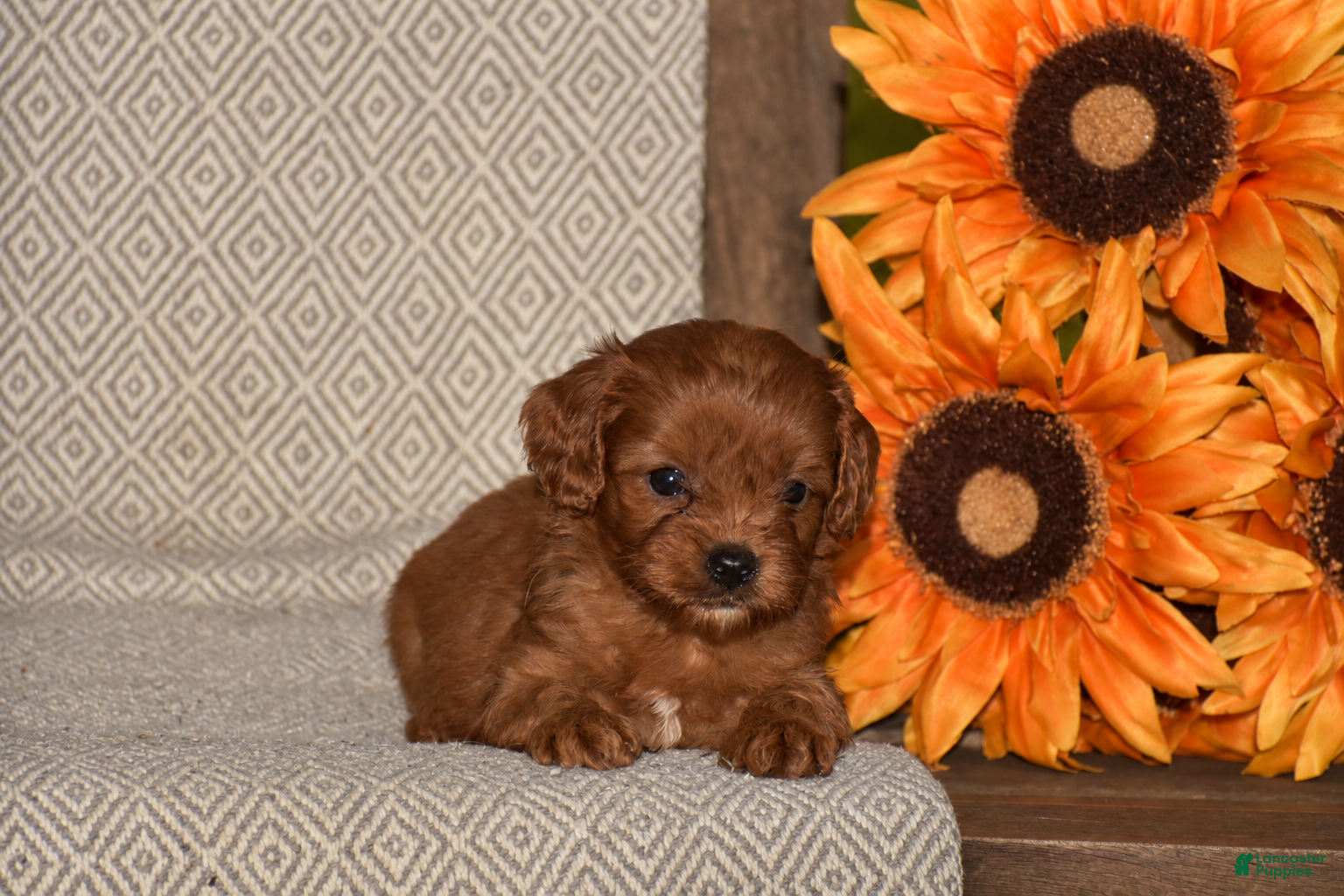 Cavapoo dogs Alan - Ad 1