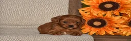 Cavapoo dogs for sale: Alan - Ad 1