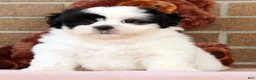 Shih Tzu dogs for sale: Panda - Ad 1