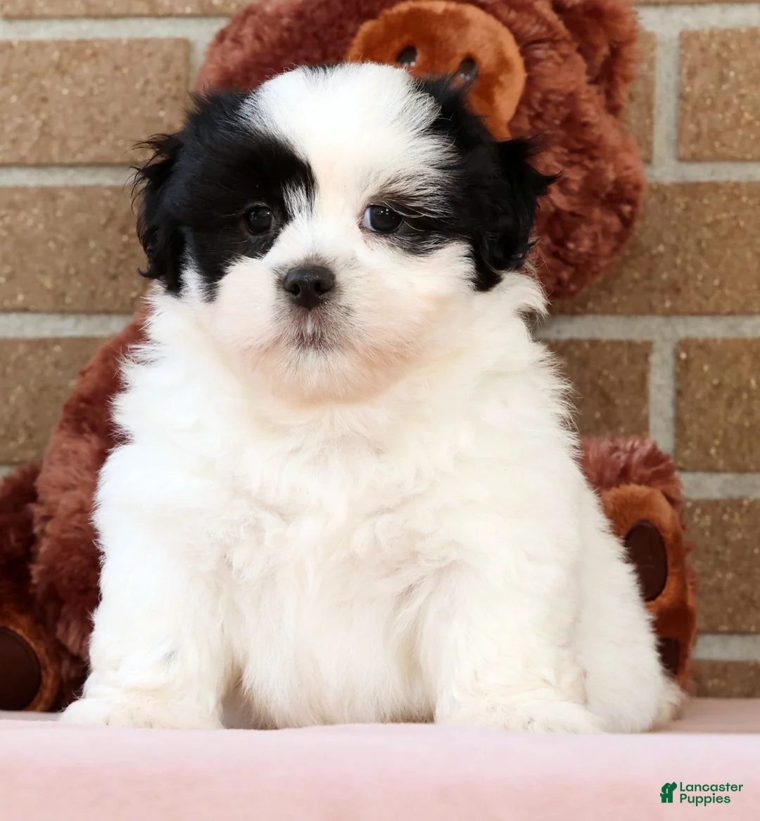 Shih Tzu dogs for sale: Panda - Ad 1