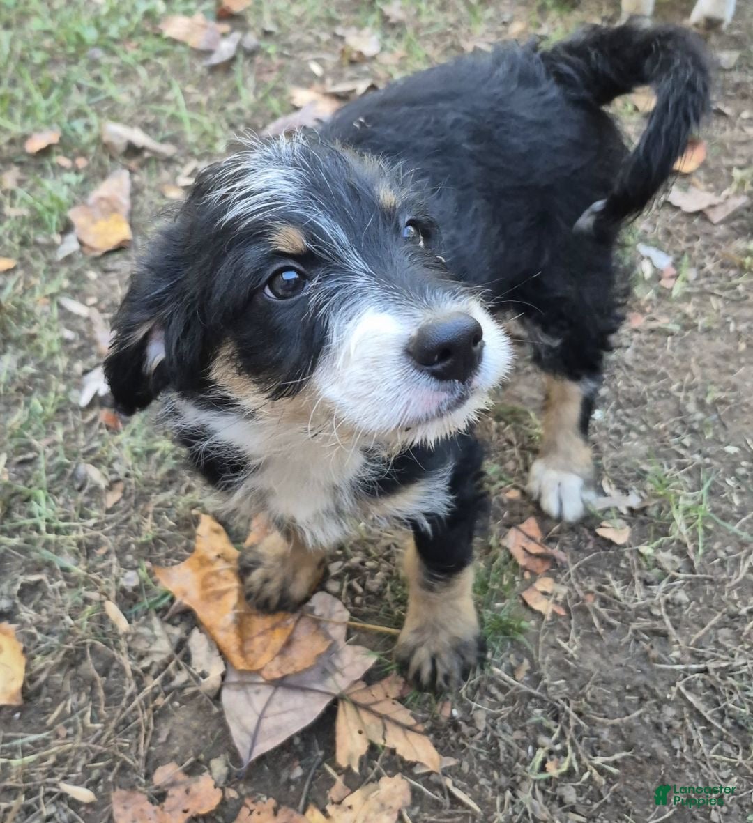 Mini Bernedoodle dogs for sale: Nelly  - Ad 3