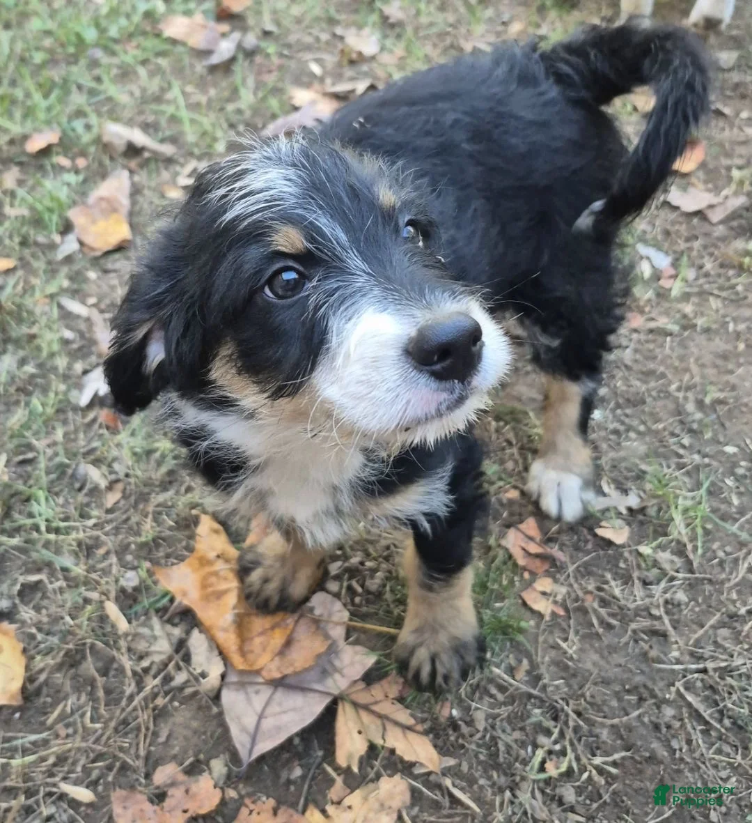 Mini Bernedoodle dogs for sale: Nelly  - Ad 1