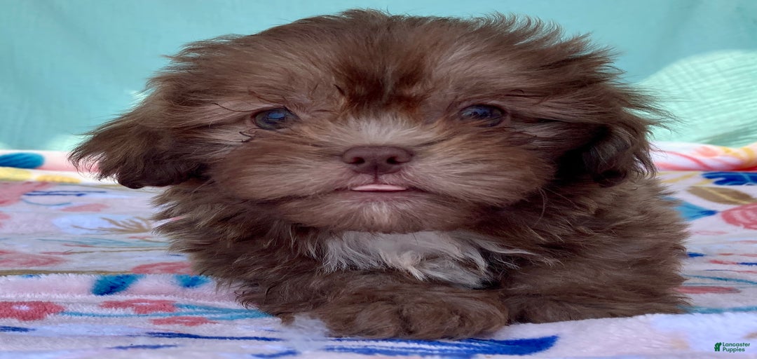 Gallery Image {{count}}