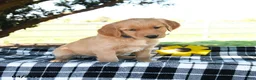 Golden Retriever dogs for sale: April - Ad 3