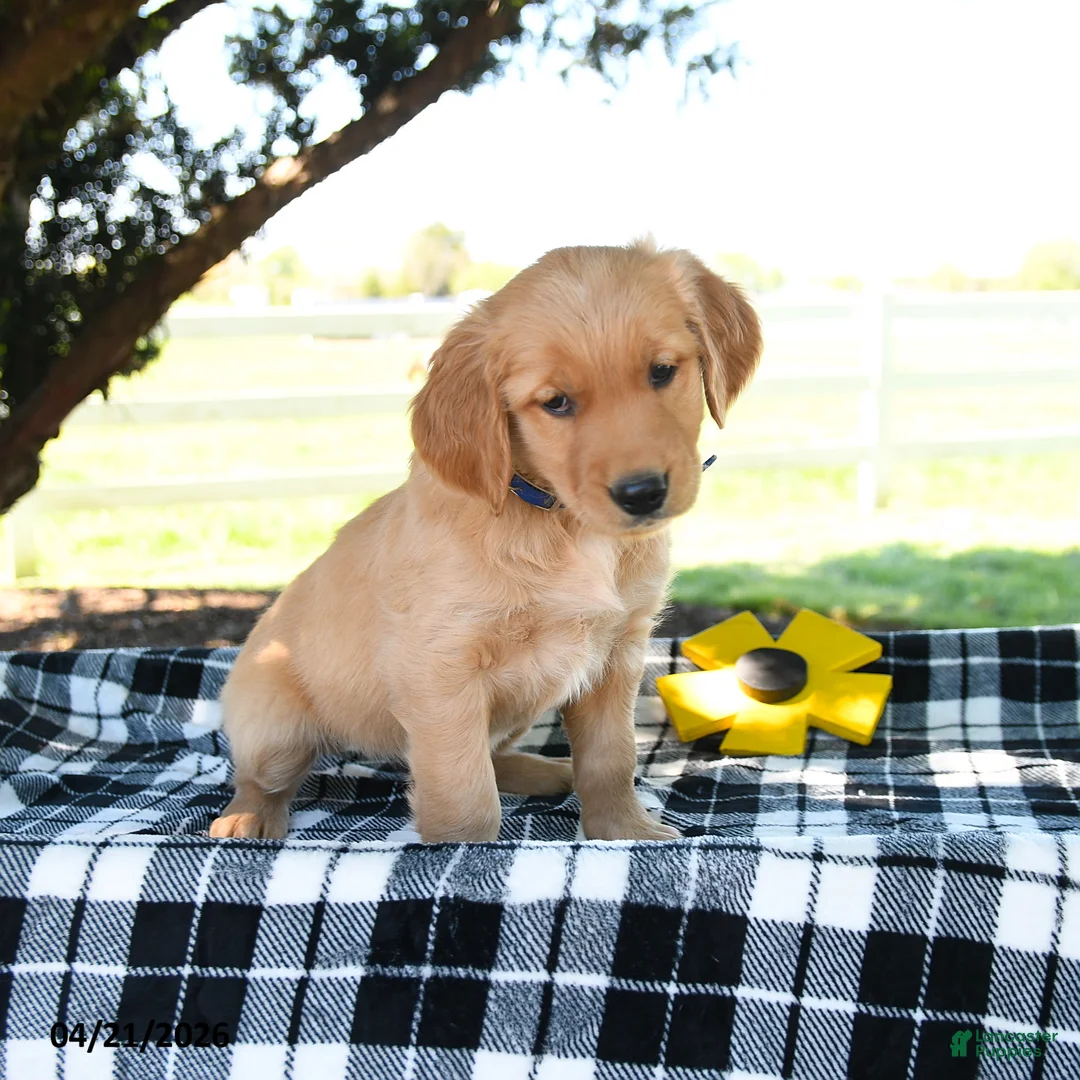 Golden Retriever dogs for sale: April - Ad 3