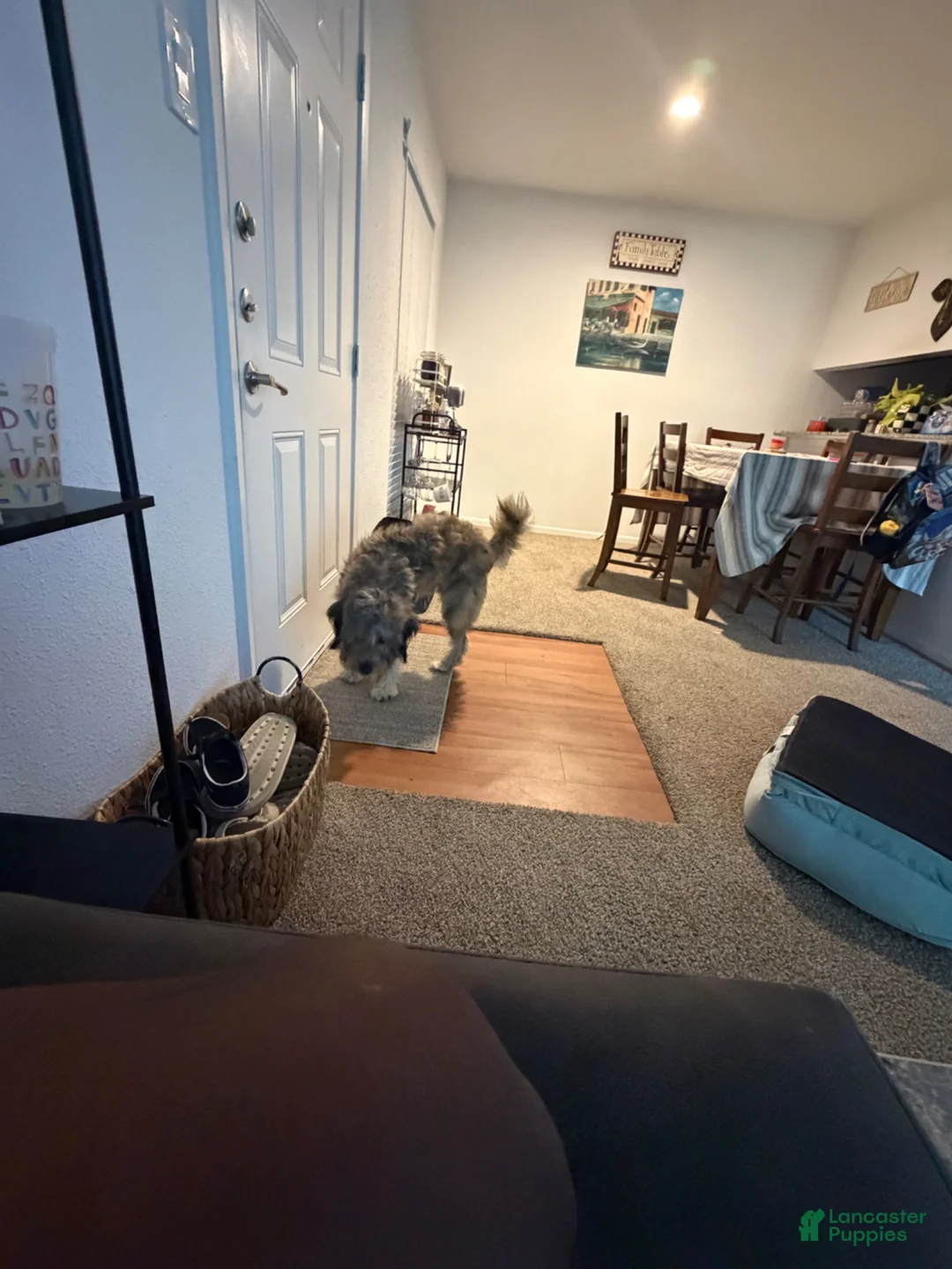 Soft Coated Wheaten Terrier dogs for sale: Soft Coated Wheaten Terrier Puppy 1 - Ad 2