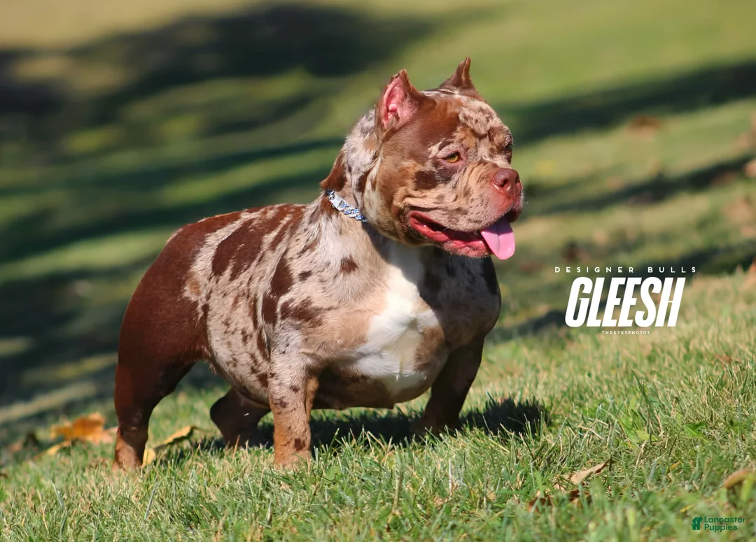 American Bully dogs for sale: Yoda - Ad 3