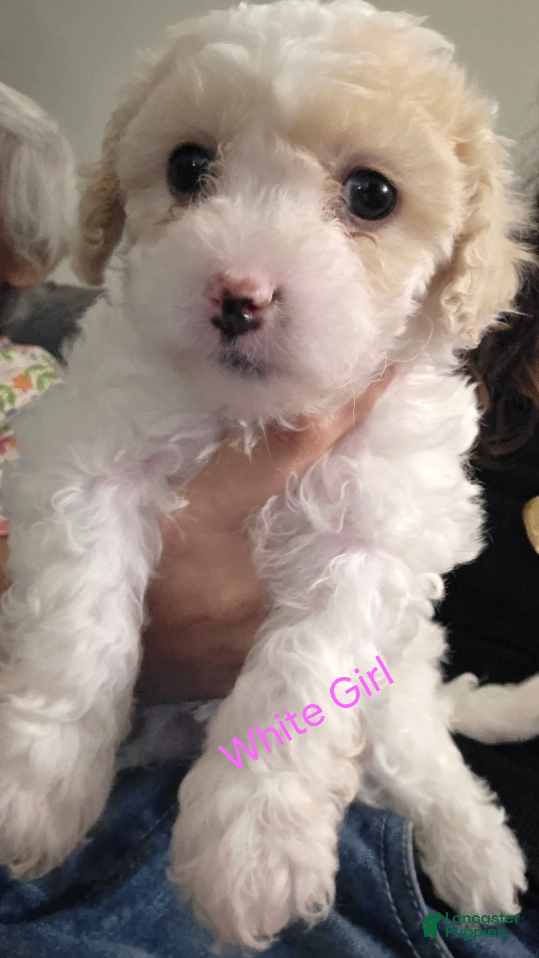 Maltipoo dogs for sale: Maltipoo Puppy 2 - Ad 1