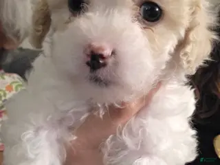 Maltipoo dogs Maltipoo Puppy 2 - Ad 2
