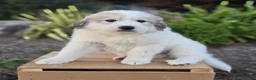 Great Pyrenees dogs for sale: Hunter - Ad 4