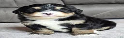 Mini Bernedoodle dogs for sale: Mini Willow - Ad 7