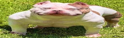 American Bully dogs for sale: American Bully 1 - Ad 4
