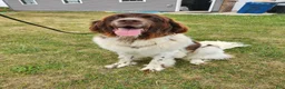 Newfoundland dogs for sale: Keira - Ad 3