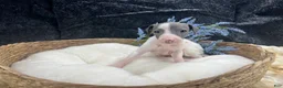 Italian Greyhound dogs for sale: Italian Greyhound 1 - Ad 4