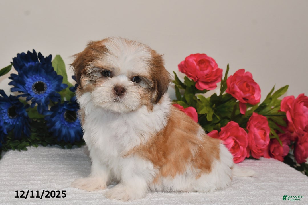 Shih Tzu dogs for sale: Jodi - Ad 2