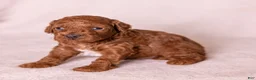 Miniature Poodle dogs for sale: Dexter - Ad 11