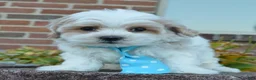 Maltipoo dogs for sale: Murphy - Ad 5