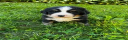 Bernese Mountain Dog dogs for sale: Roxy - Ad 6