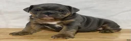 English Bulldog dogs for sale: Dolly - Ad 5