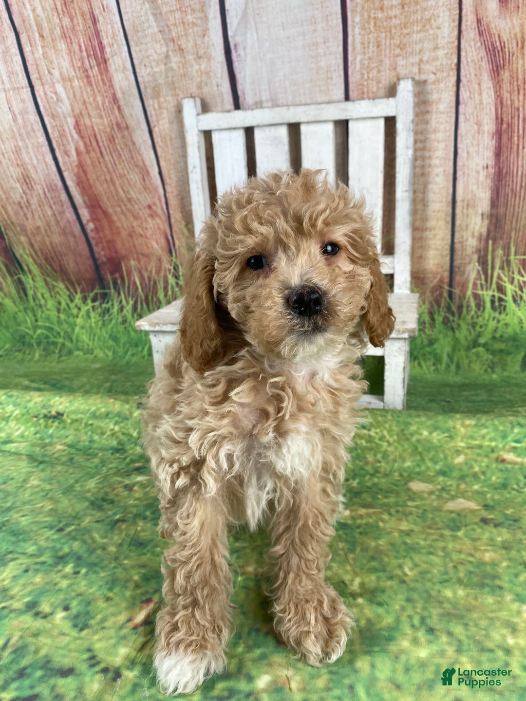 Miniature Poodle dogs for sale: Teddy - Ad 7