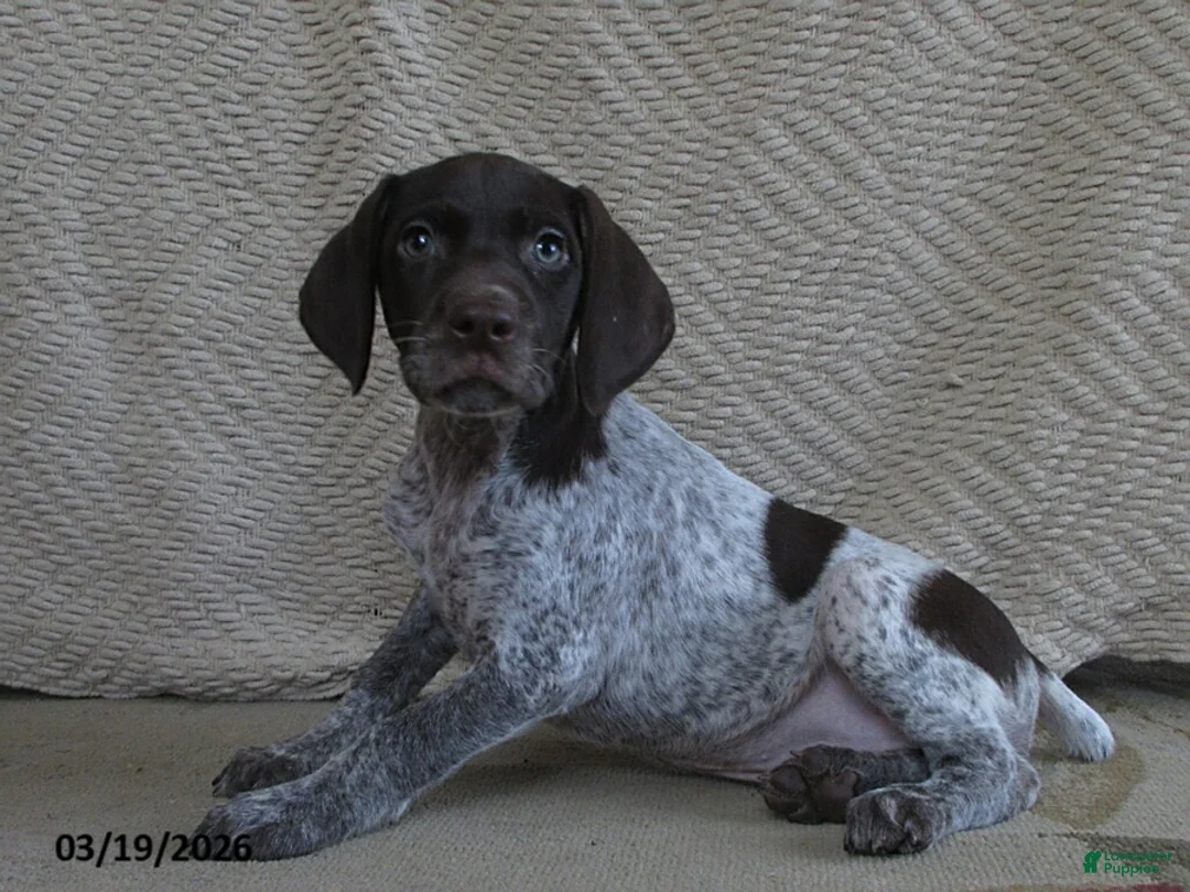 German Shorthaired Pointer dogs for sale: Davina - Ad 2