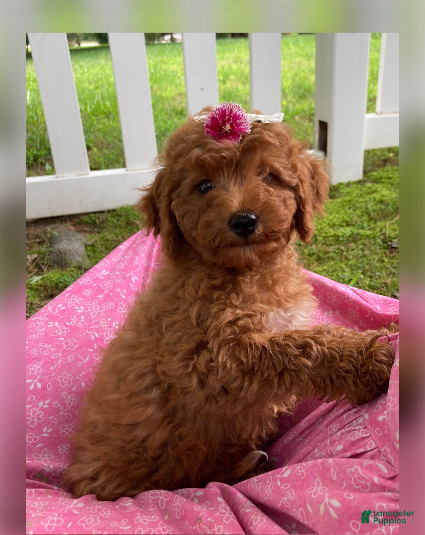 Goldendoodle dogs Cecile-Female - Ad 1