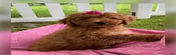 Goldendoodle dogs for sale: Cecile-Female - Ad 1