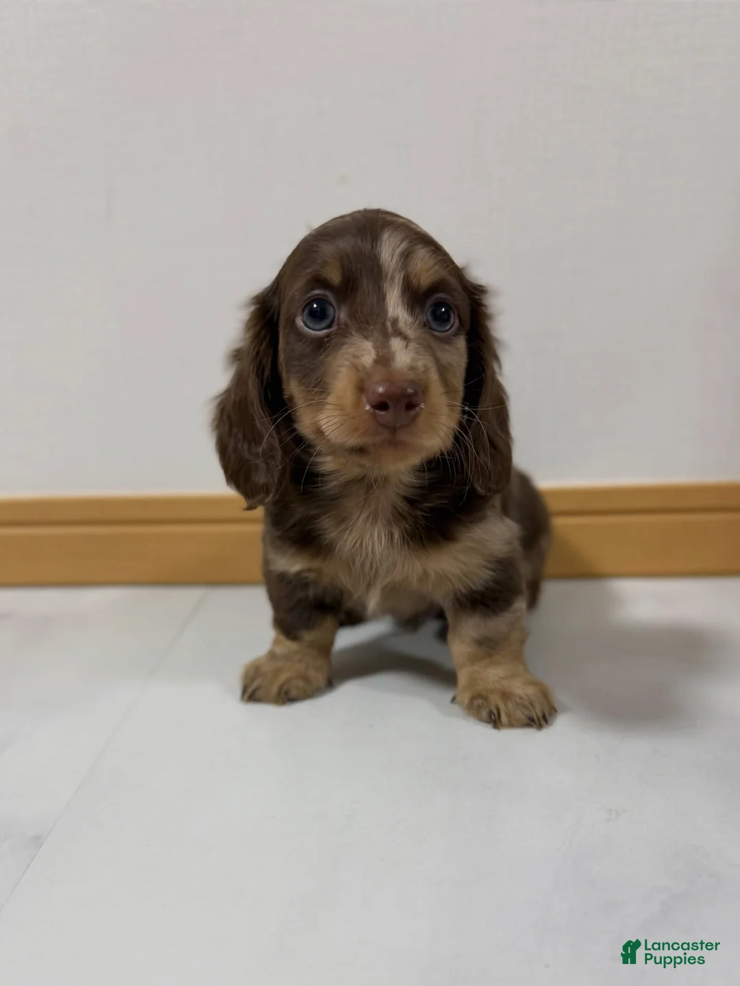Miniature Dachshund dogs for sale: Miniature Dachshund Puppy 5 - Ad 2