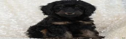 Goldendoodle dogs for sale: Teddy - Ad 3