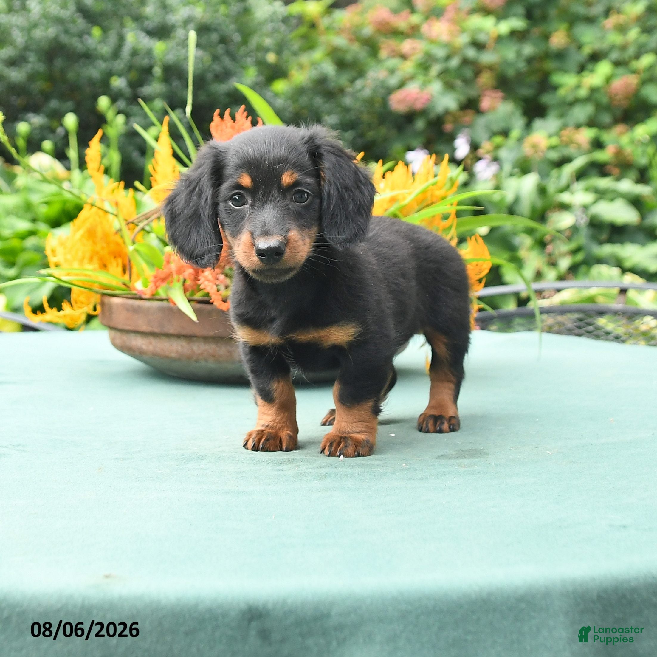 Dachshund dogs Toby - Ad 1