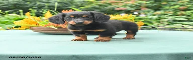 Toby