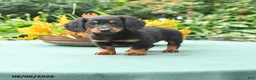 Miniature Dachshund dogs for sale: Toby - Ad 1