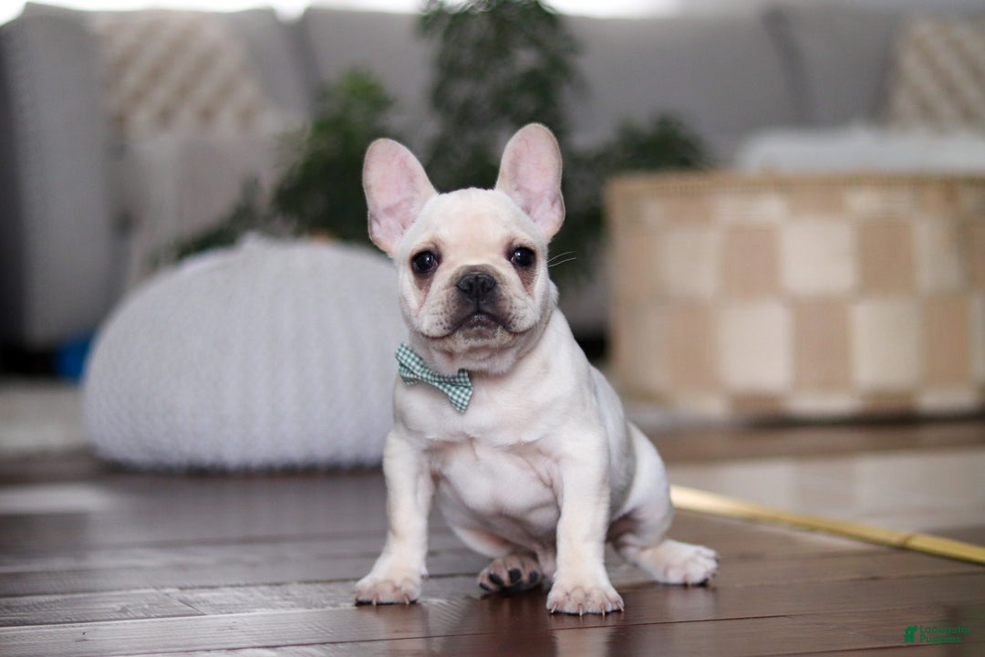 French Bulldog dogs for sale: Sawyer - Ad 5